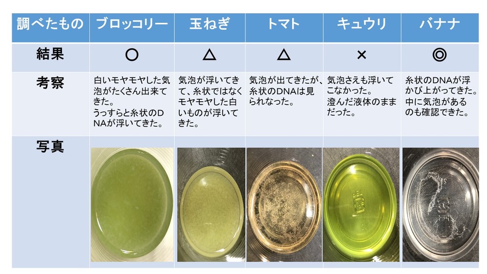 野菜 の dna の 取り出し 方