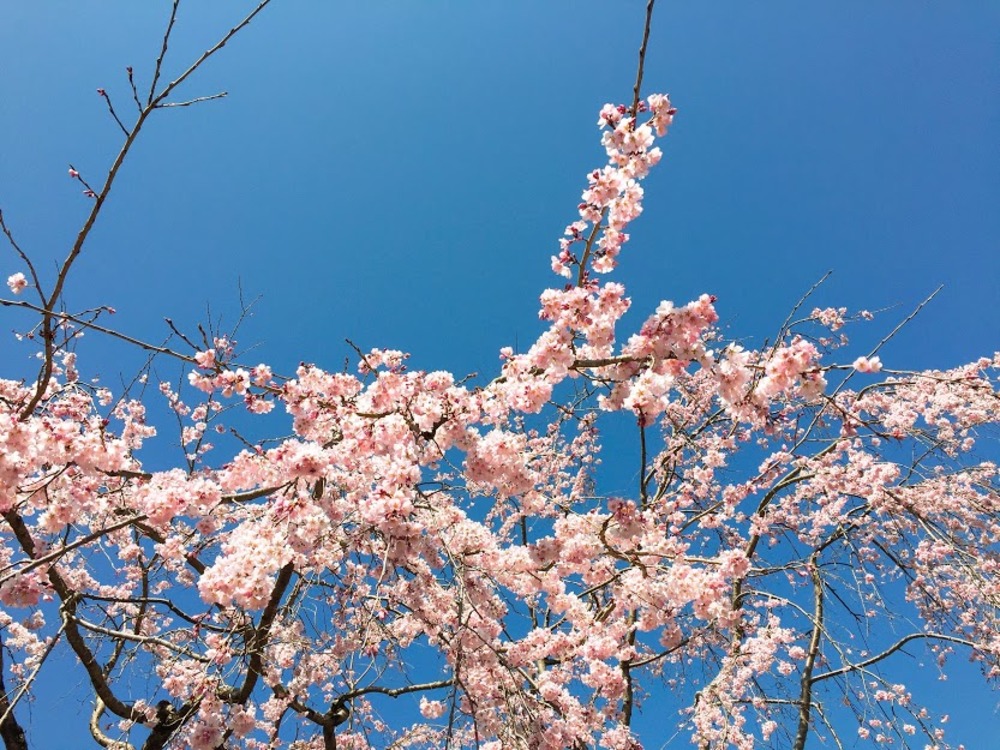 春がフワッと香る桜湯を楽しもう！「桜の塩漬け」の作り方と保存方法研究 | 食オタMAGAZINE｜食のオタクによる食育WEBマガジン