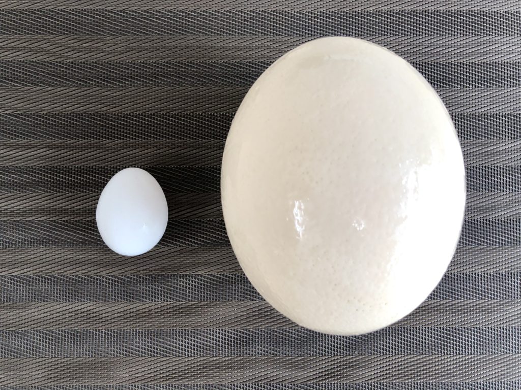 お取り寄せレポート》珍贈答やパーティーに！世界最大の巨大卵！クイーンズオーストリッチ＆ジビエのダチョウのたまご | 食オタMAGAZINE｜食 のオタクによる食育WEBマガジン