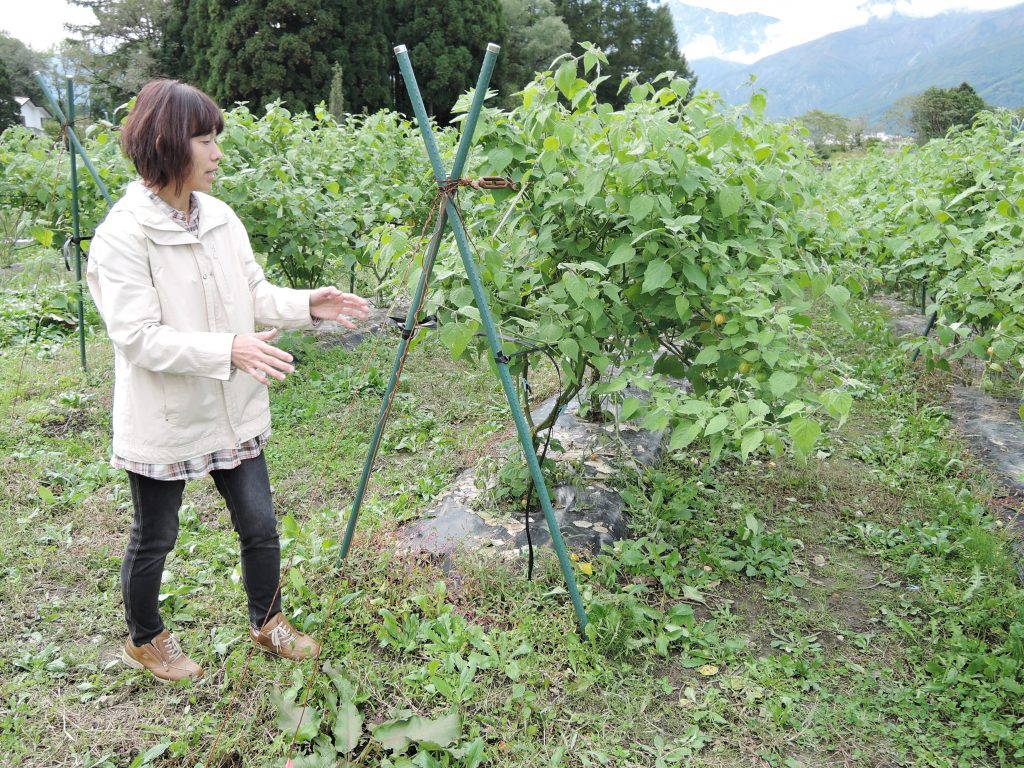 産地訪問 まるでフルーツ 食べられるほおずきの実態に迫る 白馬サンサン会 長野県 食オタmagazine 食のオタクによる食育webマガジン